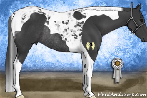 Horse Color:Black Tobiano Rabicano 