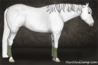 Horse Color:Gray Bay Tobiano Rabicano 
