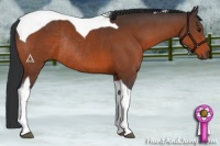 Horse Color:Brown Tobiano Rabicano