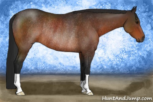 Horse Color:Gray Bay Rabicano 