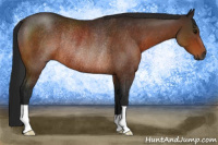 Horse Color:Gray Bay Rabicano