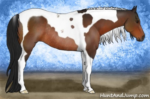 Horse Color:Gray Bay Tobiano Rabicano 