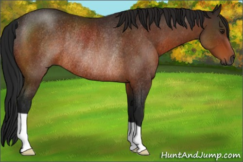 Horse Color:Gray Bay Rabicano 