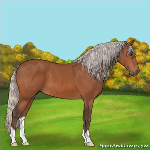 Horse Color:Silver Bay 