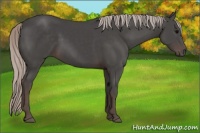 Horse Color:Silver Black 