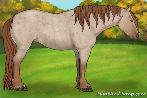Horse Color:Red Dun Roan 