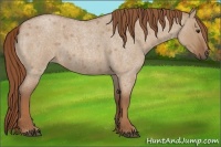 Horse Color:Red Dun Roan