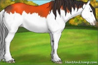 Horse Color:Bay Splash
