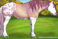 Horse Color:Black Pearl Splash Appaloosa