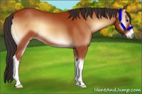 Horse Color:Bay Onyx