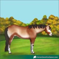 Horse Color:Bay Onyx 