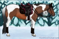 Horse Color:Bay Tobiano 