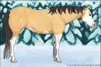Horse Color:Buckskin Splash