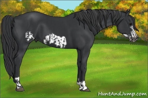 Horse Color:Black and Black Frame