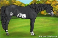 Horse Color:Black  and Black Frame 