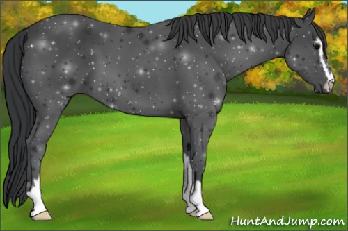 Horse Color:Black Sabino 