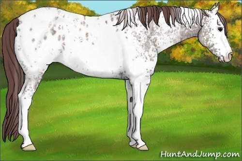 Horse Color:White Spotted Chocolate Grullo Ice Appaloosa