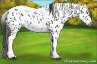 Horse Color:White Spotted Black Splash Tobiano Frame Near Leopard 