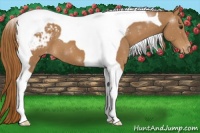 Horse Color:Chestnut Tobiano Appaloosa 