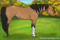 Horse Color:Gray Bay Dun 