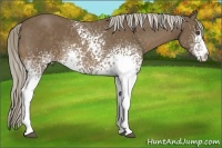 Horse Color:White Spotted Chocolate Palomino