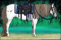 Horse Color:Liver Chestnut Appaloosa 