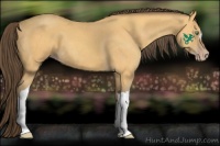 Horse Color:Amber Cream Champagne 