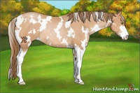 Horse Color:White Spotted Bay Pearl Sabino Rabicano