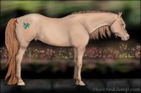 Horse Color:Gold Champagne Roan