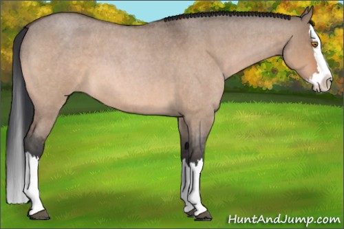 Horse Color:Bay Roan Dun Splash 