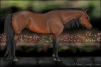 Horse Color:Bay Sabino 