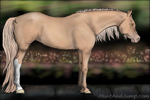 Horse Color:Gold Champagne 