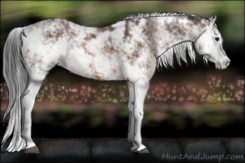 Horse Color:Bay Sabino