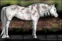 Horse Color:Bay Sabino 