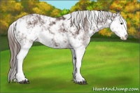 Horse Color:Liver Chestnut Sabino 