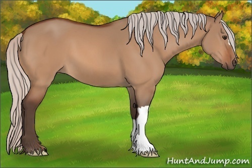 Horse Color:Silver Bay Dun 