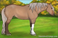 Horse Color:Silver Bay Dun