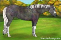 Horse Color:Plaid Midnight Silver Buckskin Ice