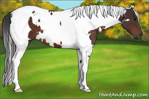 Horse Color:White Spotted Bay Tobiano 