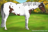 Horse Color:White Spotted Bay Tobiano