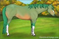 Horse Color:Watercolor Bay 