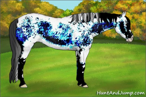 Horse Color:White Spotted Bay Ice Onyx Rabicano