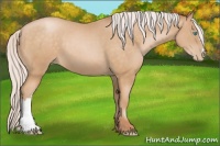 Horse Color:Silver Buckskin Pearl