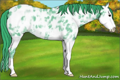 Horse Color:Watercolor Blue Ice Roan Splash Appaloosa 