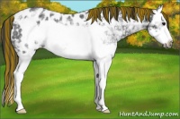 Horse Color:Painted Black Ice Splash Frame Appaloosa Rabicano 