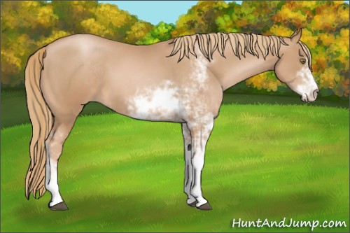 Horse Color:Chestnut Pearl Sabino 