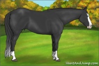 Horse Color:Black Splash