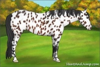 Horse Color:Brown Appaloosa 