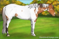Horse Color:White Spotted Buckskin Appaloosa Rabicano 
