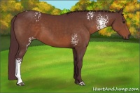 Horse Color:White Spotted Chocolate Brown 